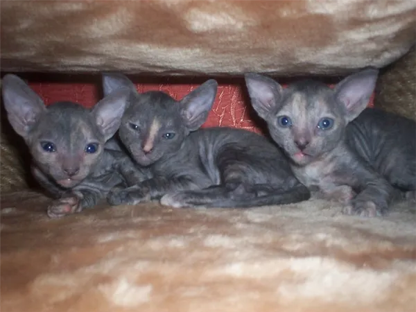 потомство корниш рекс