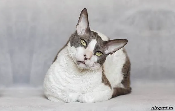 Немецкий-рекс-кошка-описание-особенности-характер-и-цена-породы-5