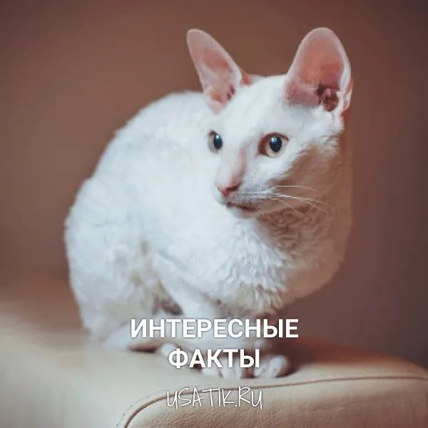 Интересные факты о корниш-рексах
