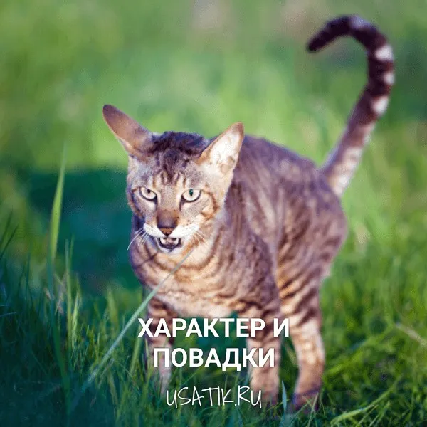 Характер и повадки корниш-рексов