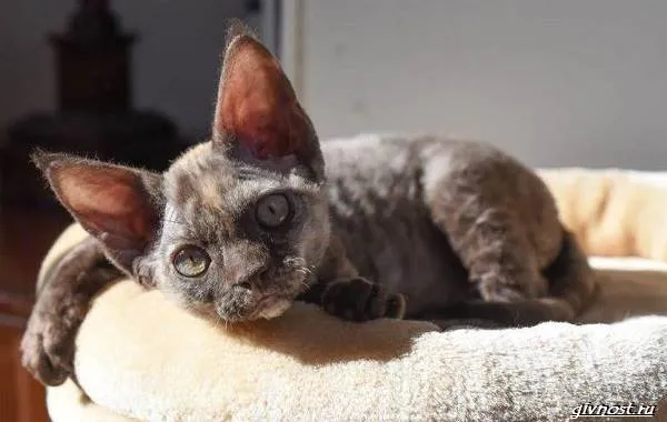 Немецкий-рекс-кошка-описание-особенности-характер-и-цена-породы-8