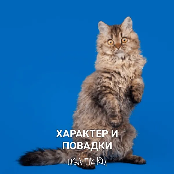 Характер и повадки селкирк-рексов