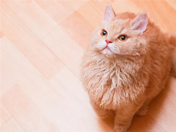 Селкирк рекс: описание, фото, уход, характер, цена