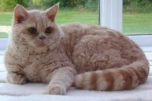 Кошки селкирк-рекс: что за необычная порода. Селкирк рекс кошка. 4