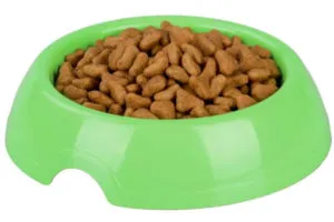 Кошки селкирк-рекс: что за необычная порода. Селкирк рекс кошка. 2