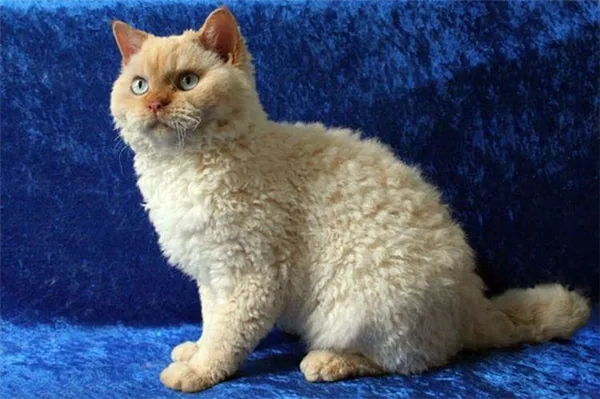 Селкирк рекс: описание, фото, уход, характер, цена