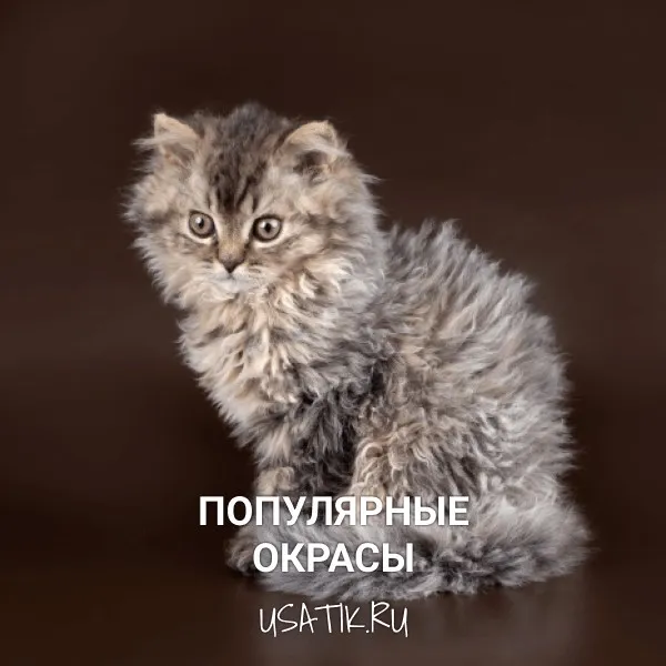 Популярные окрасы селкирк-рексов