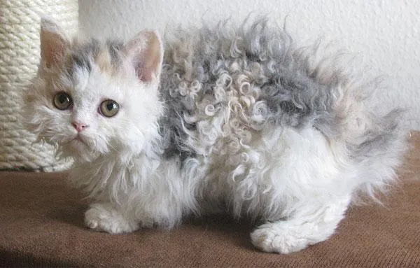 Селкирк рекс: описание, фото, уход, характер, цена