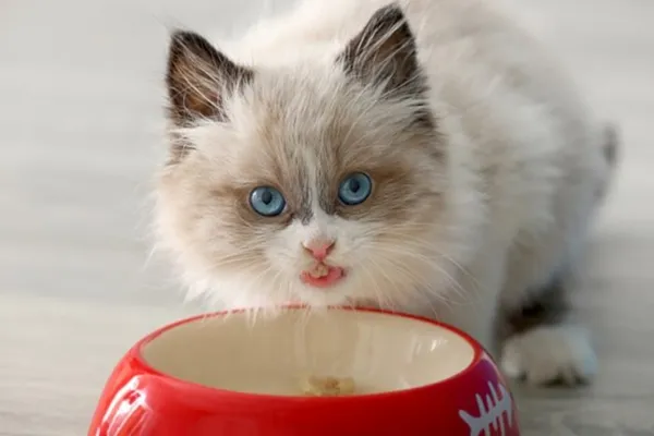 Котёнок 3-6 месяцев: что давать, что делает, как и чем кормить. Котенок 3 месяца. 3