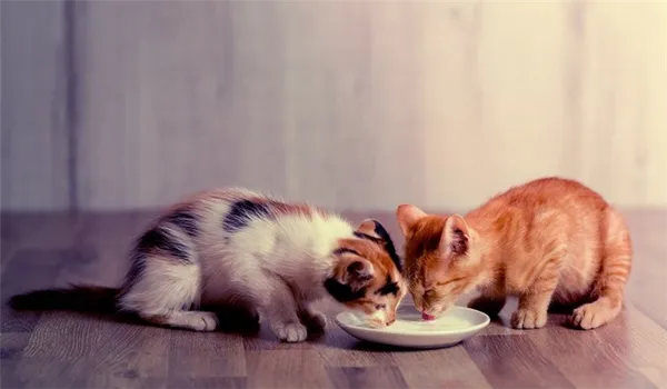 Котёнок 3-6 месяцев: что давать, что делает, как и чем кормить. Котенок 3 месяца. 4