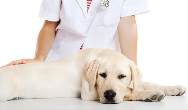 Уход за питомцем