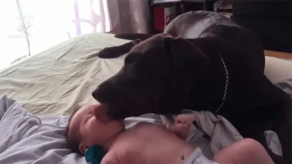 Лабрадор: характеристика породы, плюсы и минусы при содержании в домашних условиях