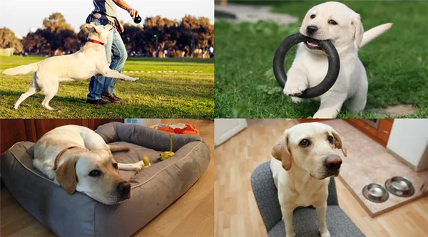 Необходимые условия для содержания лабрадора в квартире