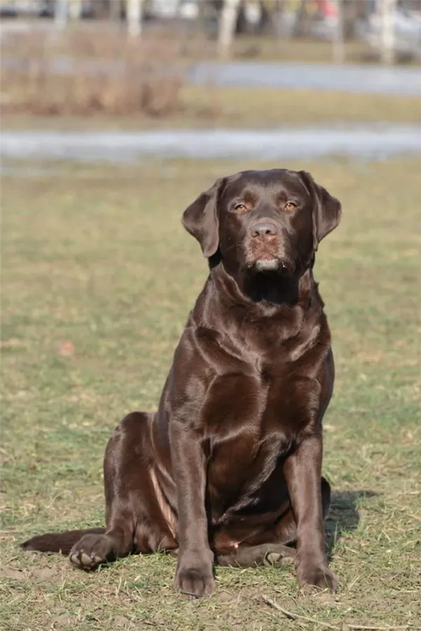 Лабрадор шоколадный