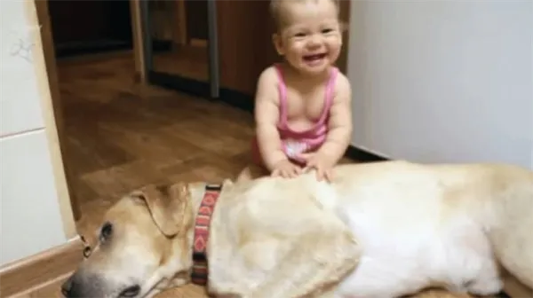 Лабрадор в квартире: плюсы и минусы, правила содержания. Стоит ли заводить лабрадора в квартире. 2