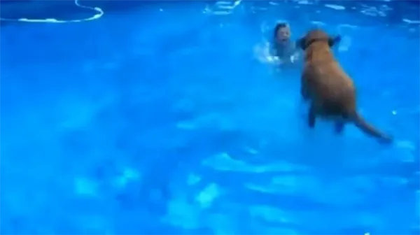 Достоинства и недостатки ретривера в квартире