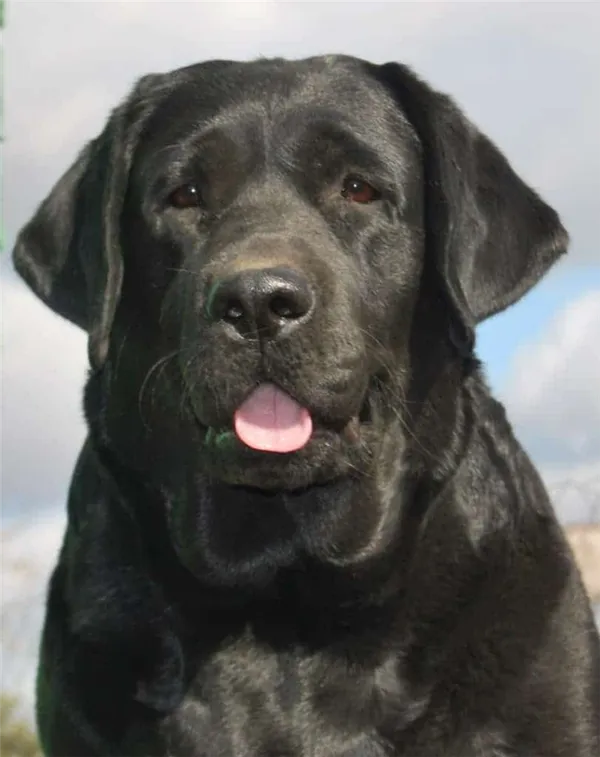 Лабрадор черный