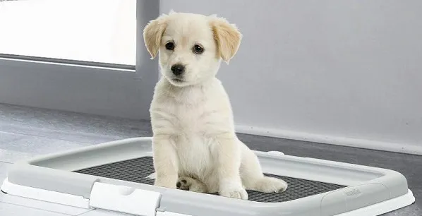 Приучение к туалету