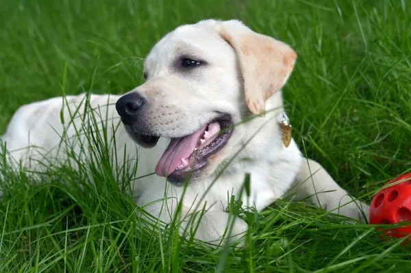 Для лабрадора нужна нагрузка