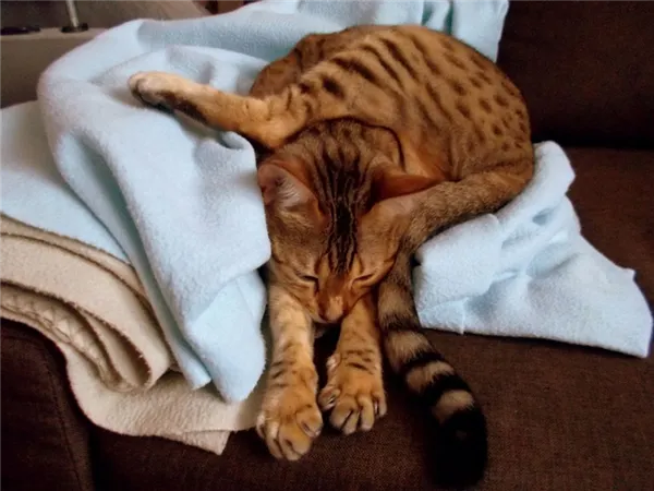 Ну кто еще так позаботится о кошке? Фото kot-pes.com