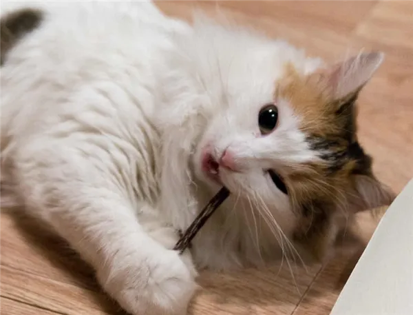 лакомство для кота