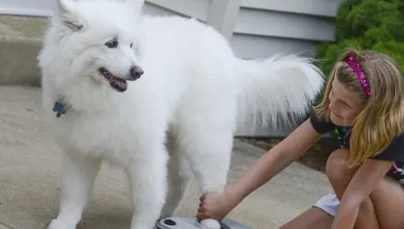 Лапомойки для собак: какие бывают разновидности и как ими пользоваться?