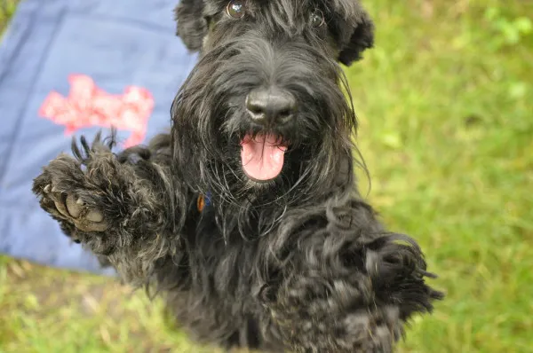 Лапы шнауцера