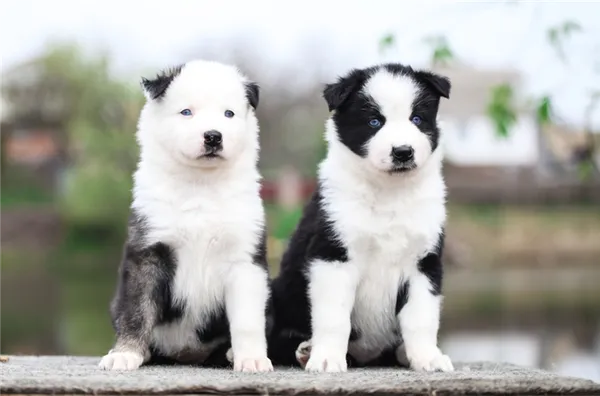 История происхождения породы лайка