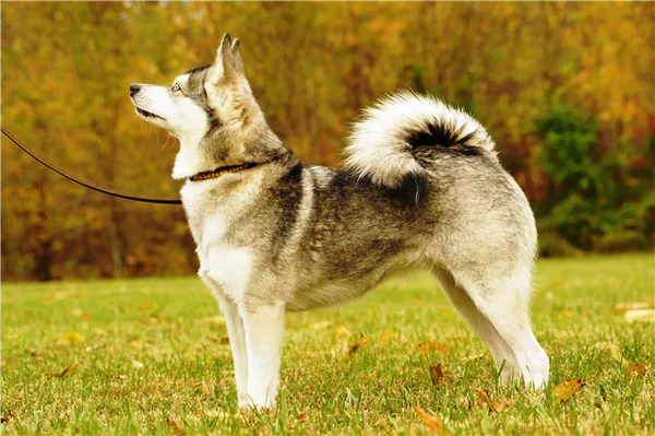 Какие бывают виды и окрасы хаски: описание расцветок шерсти у собак и существуют ли разновидности данной породы