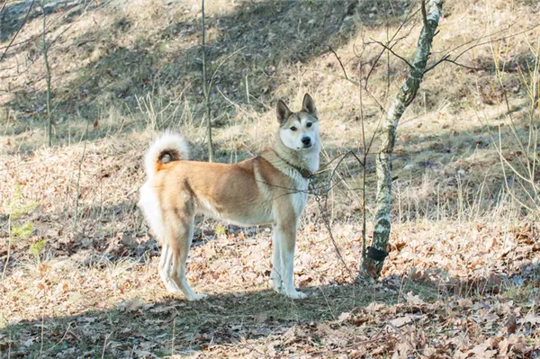Характер и воспитание лаек