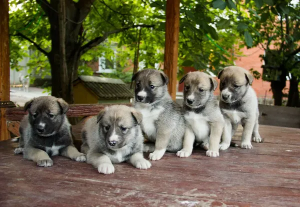 Выбор щенка