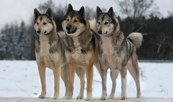 Плюсы и минусы породы