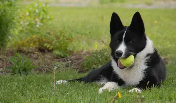 Медвежья карельская лайка