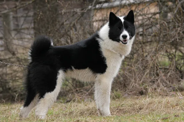 Русско-европейские лайки