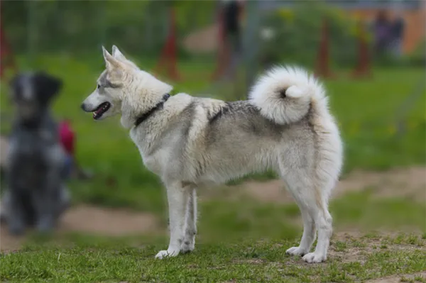 Внешность собаки