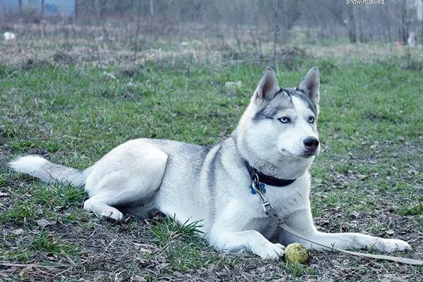 Лайка в квартире или доме: содержание, уход, дрессировка. Лайка собака фото. 3