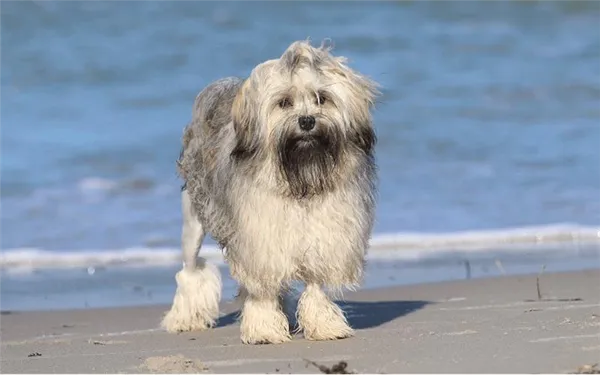 Собака породы Левхен (Львиная собачка)