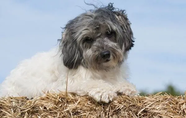 Левхен-собака-Описание-особенности-виды-характер-уход-и-цена-породы-левхен-4