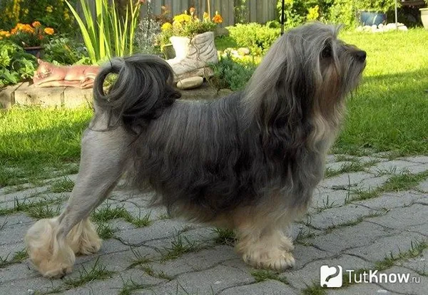 Левхен вытянул своё тело