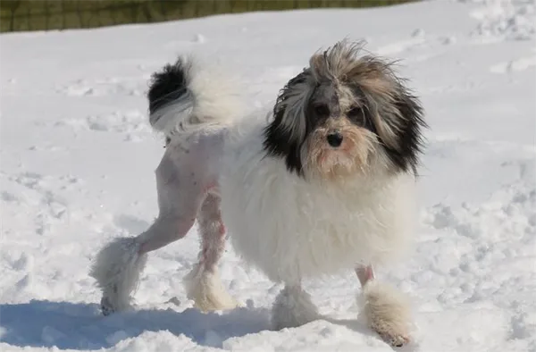 Левхен собака. Описание, особенности, виды, характер, уход и цена породы левхен. Малая львиная собака. 3