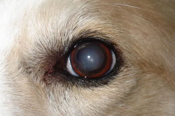 Катаракта у собак