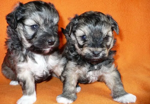 Щенки лёвхен