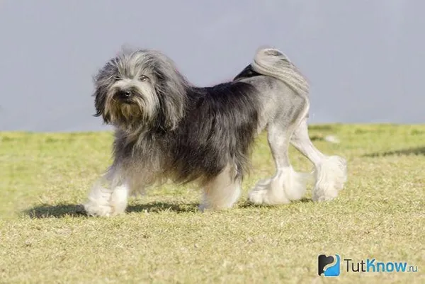 Левхен бежит по лужайке