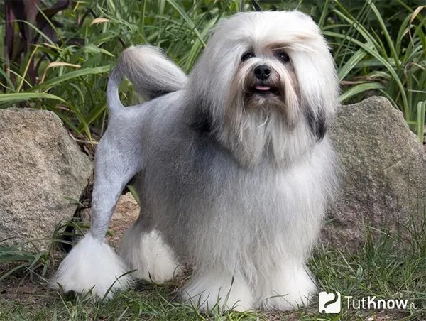 Как выглядит ухоженный левхен