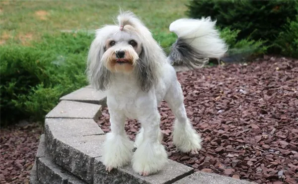 Левхен собака. Описание, особенности, виды, характер, уход и цена породы левхен. Малая львиная собака. 4