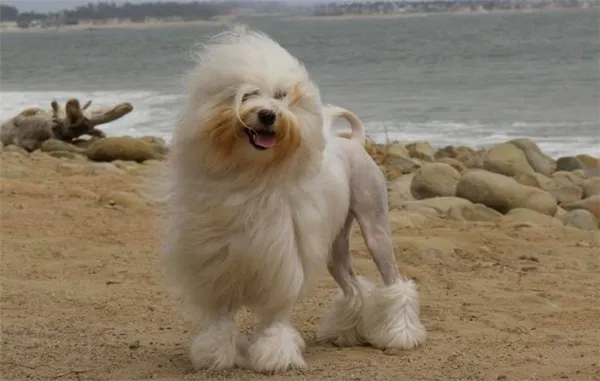 Левхен собака. Описание, особенности, виды, характер, уход и цена породы левхен. Малая львиная собака. 2