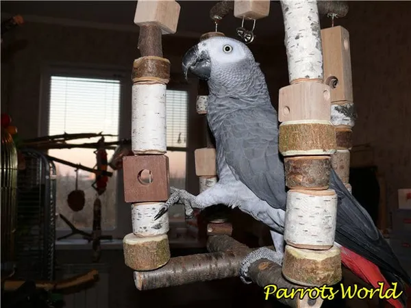 Игрушки для попугаев: всё о разновидностях и требованиях к игрушкам