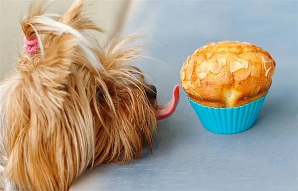 Йоркширский терьер кормление