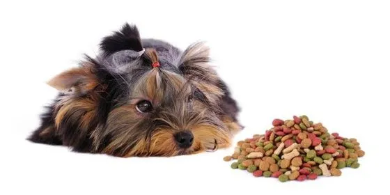 пищевая аллергия у йорка