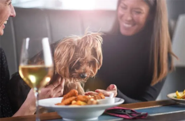 Питание йорка